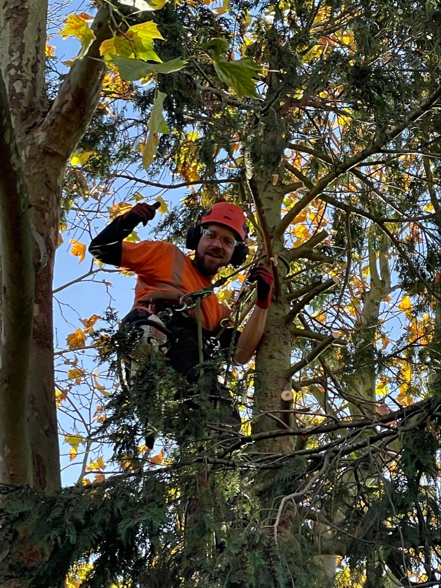 Edmonton Tree Care Experts